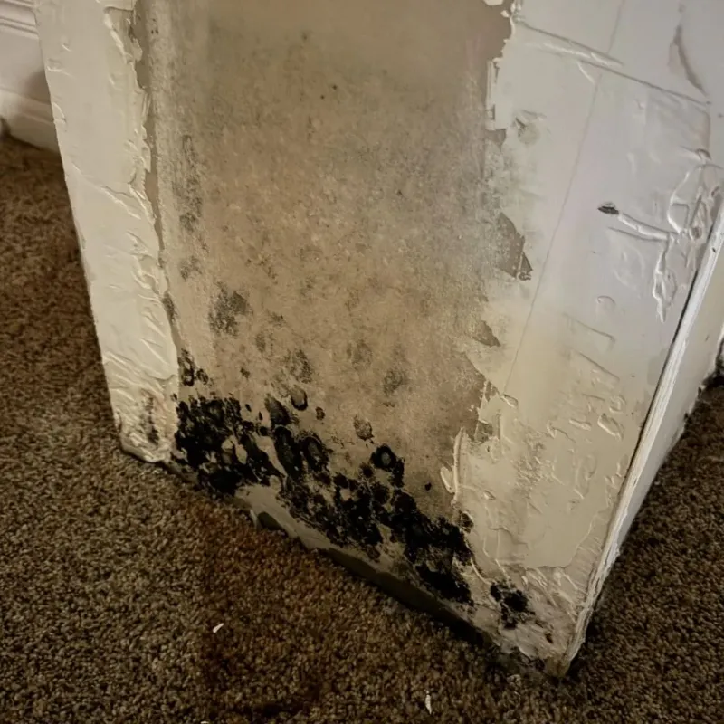 Professional Mold Removal in Sandersville, GA